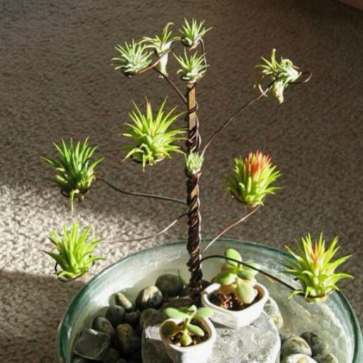Homelysmart 10 Diy Air Plant Holders For Your Home - Diy Air Plant Holder Ideas